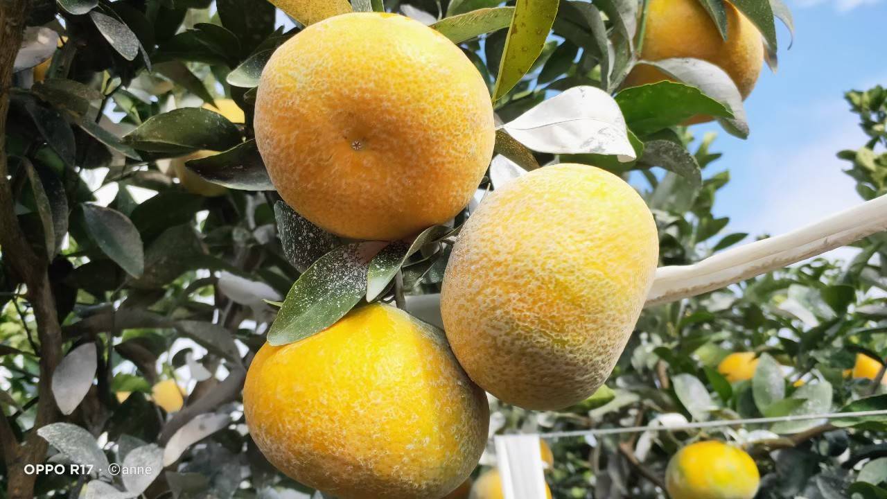 茂谷4.jpg 茂谷4.jpg