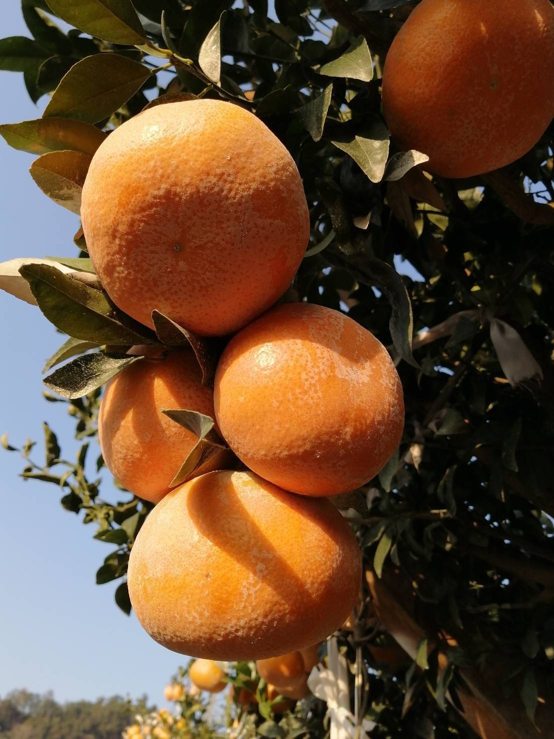 茂谷8.jpg 茂谷8.jpg