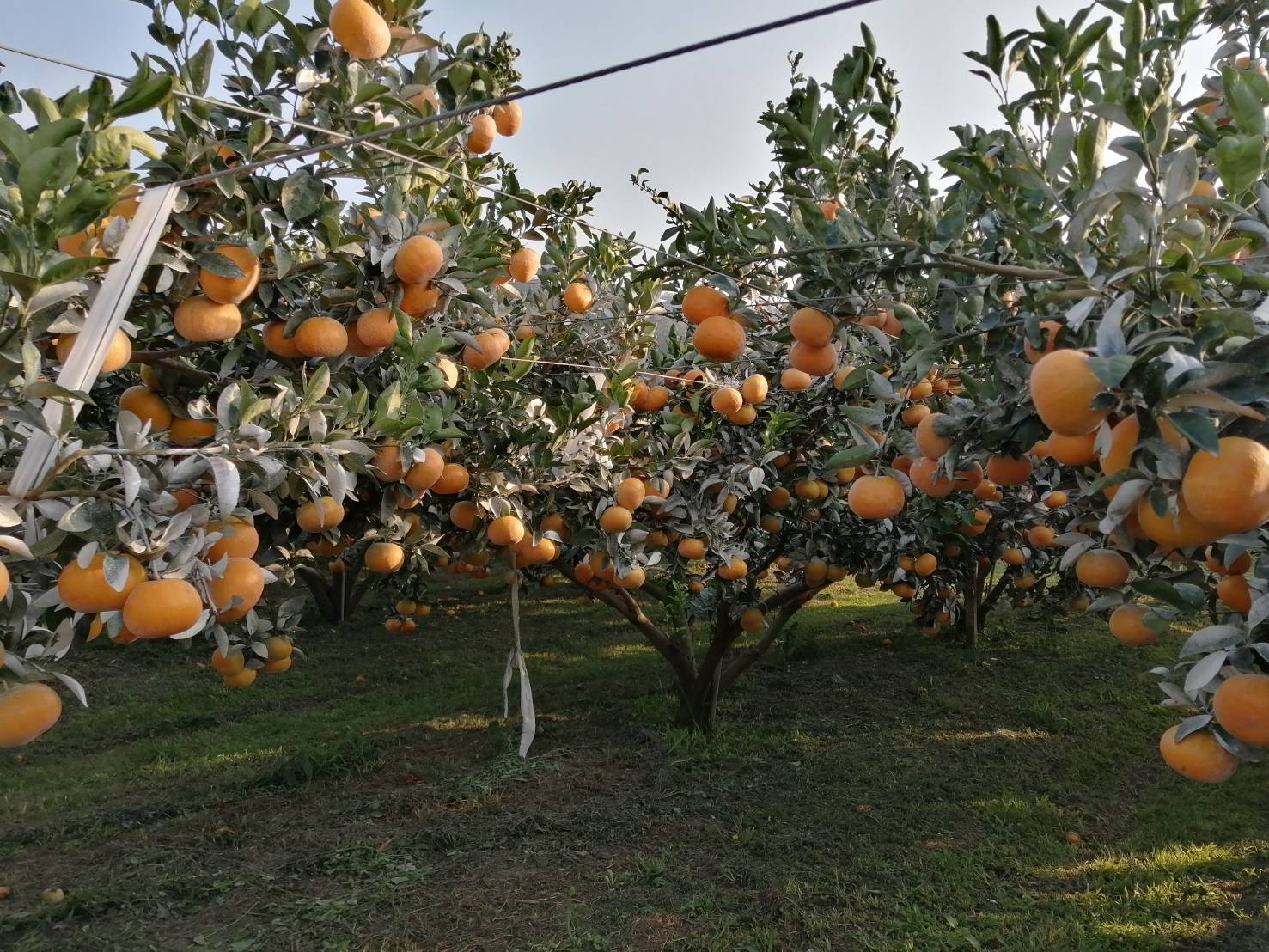 茂谷7.jpg 茂谷7.jpg