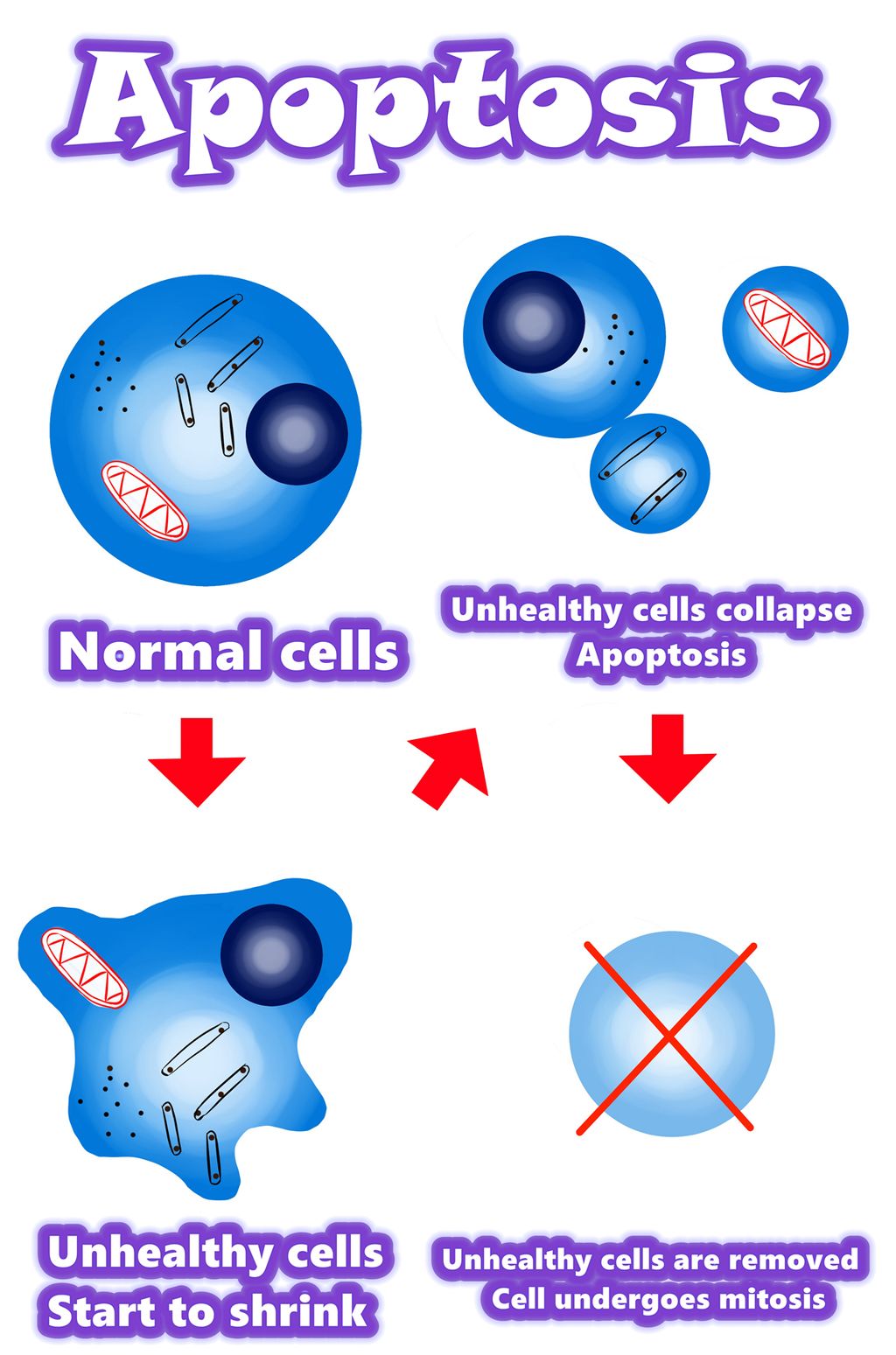 Apoptosis | Apoptosis vs Abnormal cells | Apoptosis vs Mutant cells | Overview / Summary / Mechanism of apoptosis