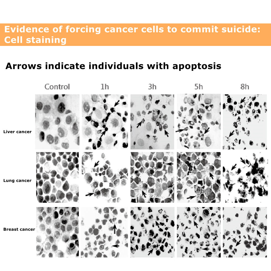 cell apoptosis.jpg