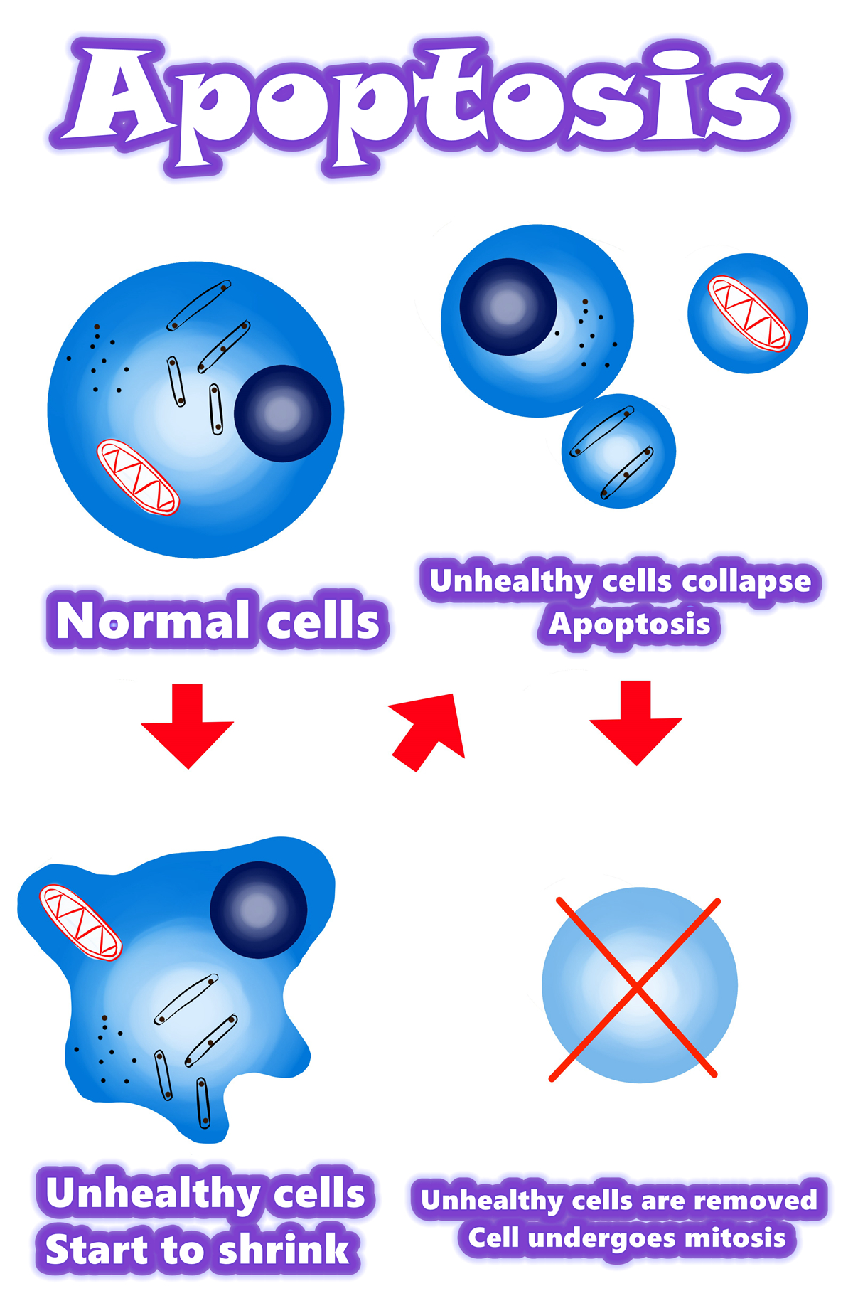 Apoptosi_01.jpeg