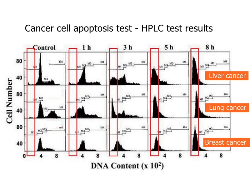 apoptoza celulelor canceroase_01_800.jpg