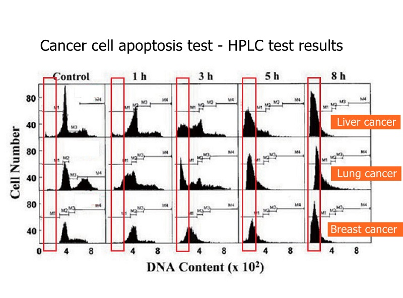 apoptose de células cancerosas_01_800.jpg