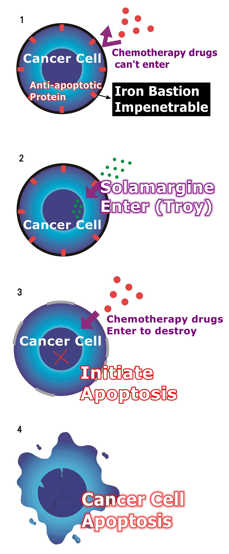 sr-t100_apoptosis_mechanism005.jpg sr-t100_apoptosis_mechanism005.jpg