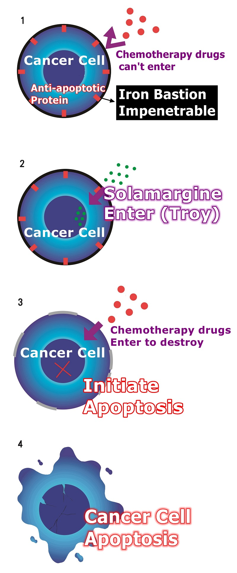 sr-t100_apoptosis_mechanism005.jpg