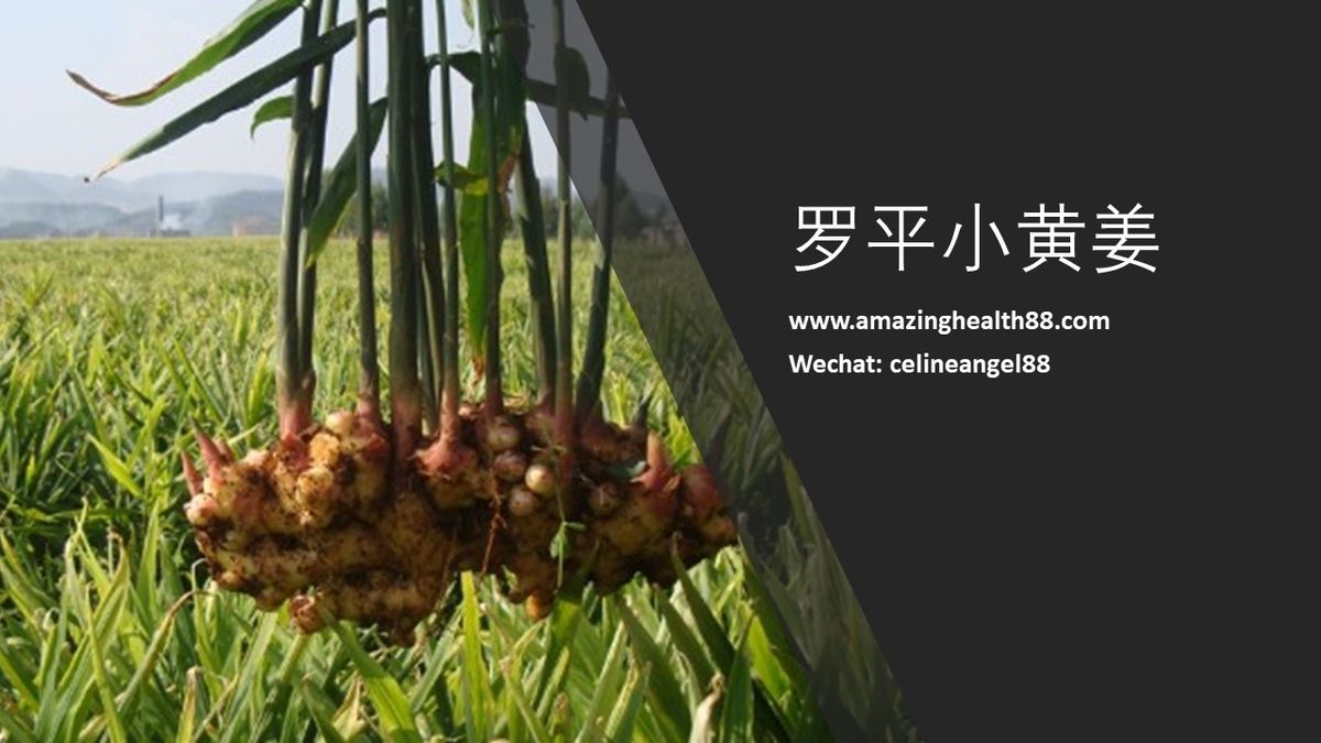 罗平小黄姜 - 九吉公姜母茶原材料