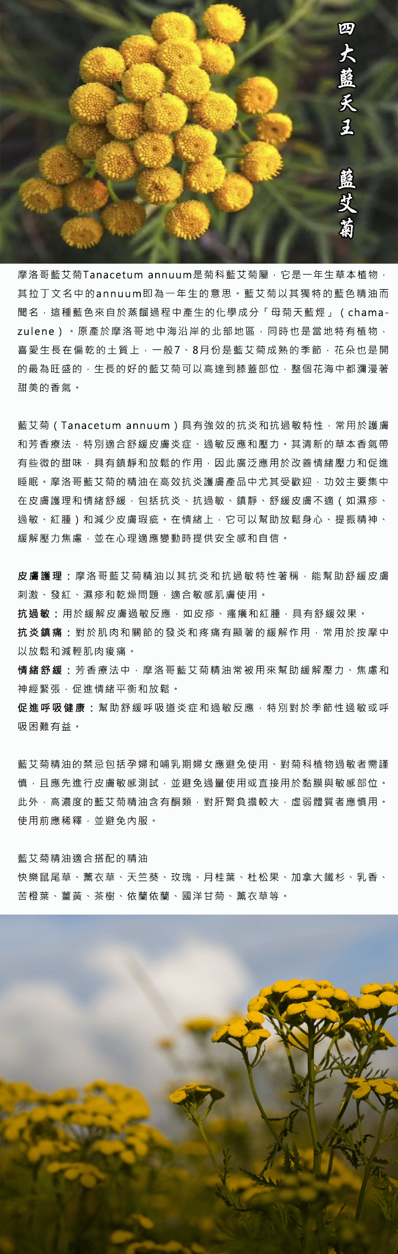 藍艾菊圖2
