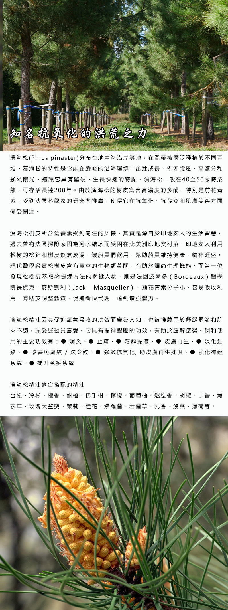 有機葡萄牙濱海松精油圖2