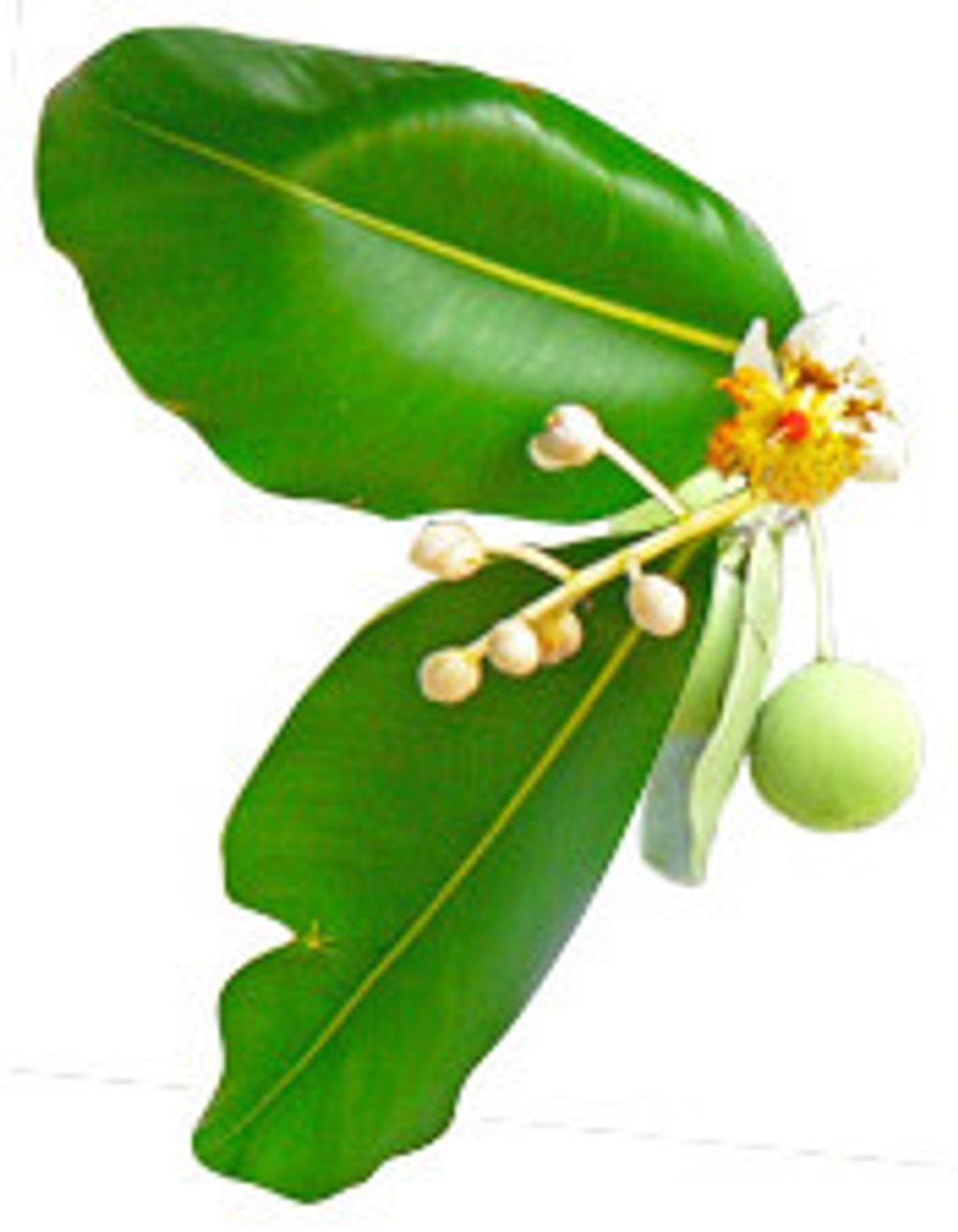 plante_calophylle.jpg