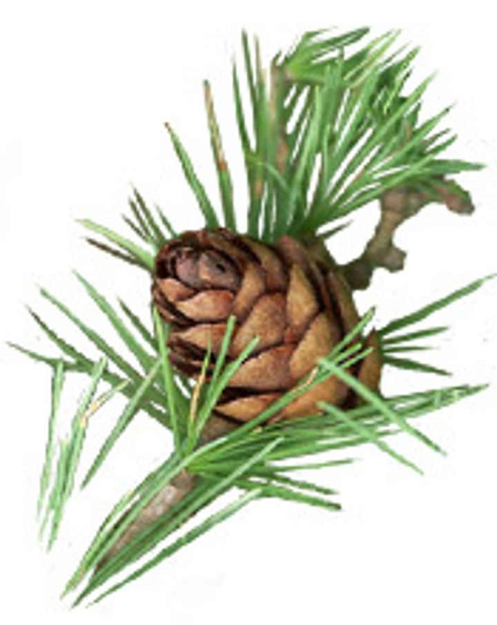 plante-actif-concentre-eclat-lumiere.jpg