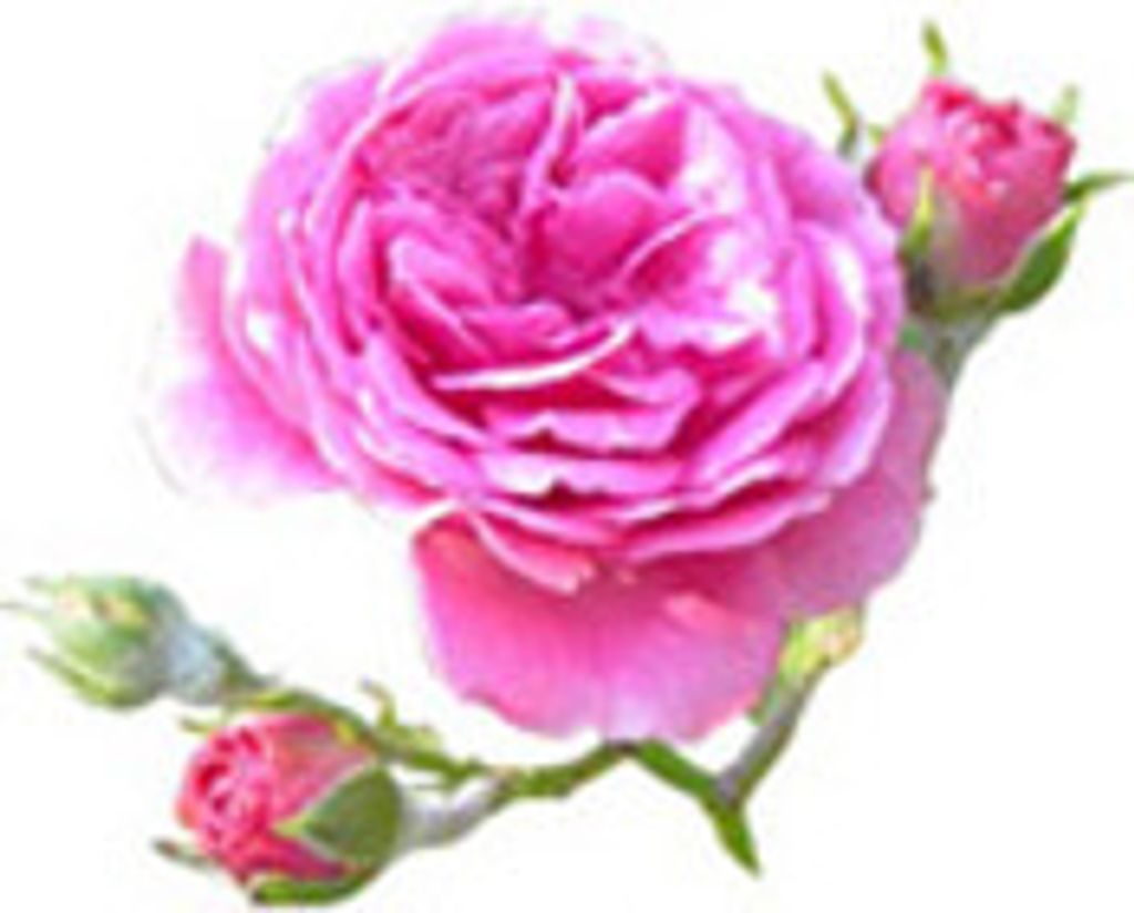 plante_rose-damas.jpg