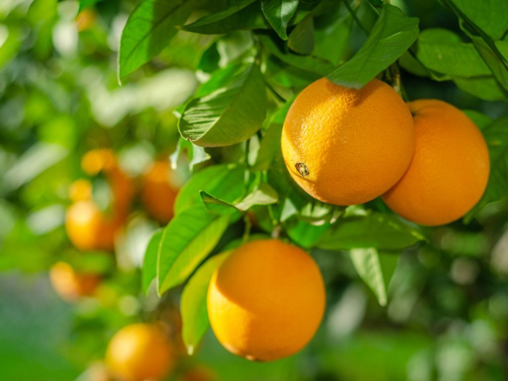 fruit-in-the-tree-oranges-ripening