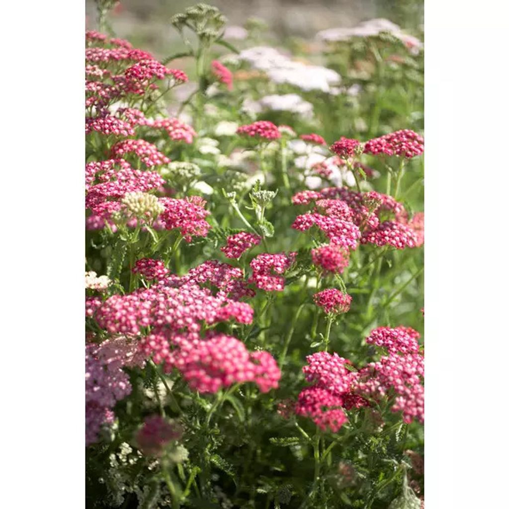 Schafgarbe_Pflanze-1_Wasserbauer