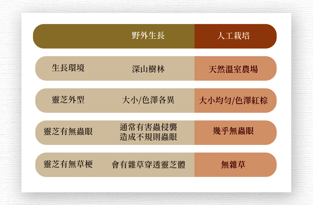 生長環境，靈芝外型，靈芝有無蟲眼，靈芝有無草梗，野外生長，深山樹林，大小/色澤各異，通常有害蟲侵襲，造成不規則蟲眼，會有雜草穿透靈芝體，人工栽培，天然溫室農場，大小均勻/色澤紅棕，幾乎無蟲眼，無雜草。