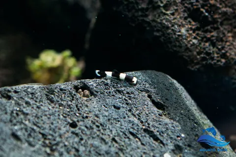 36594600_960654534107001_1071817395183550464_o.jpg