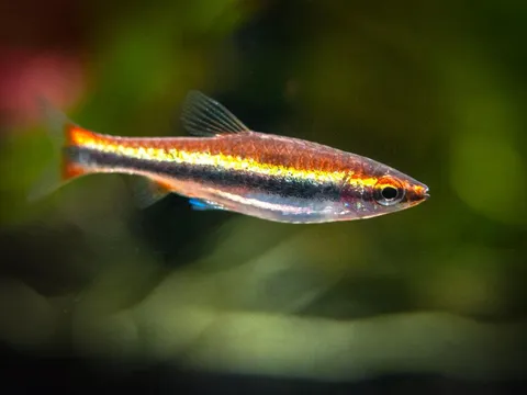 Red-Beckfords-Pencilfish-9_1024x1024.jpg