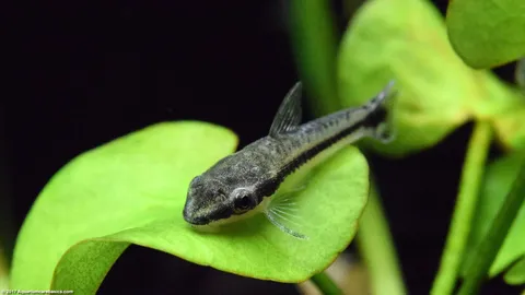 otocinclus-catfish-banana-plant-leaf.jpg