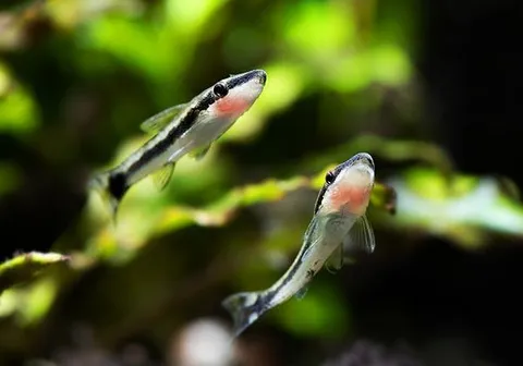 Blog_1_catfish.jpg