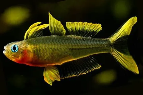 Forktailed-Rainbow-Fish-57acfc383df78cd39ca3e9f8.jpg