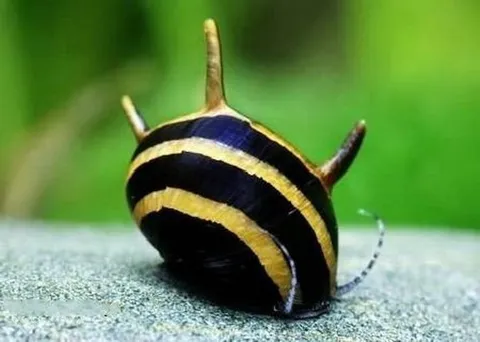 CliDiadema1-600x427.jpg