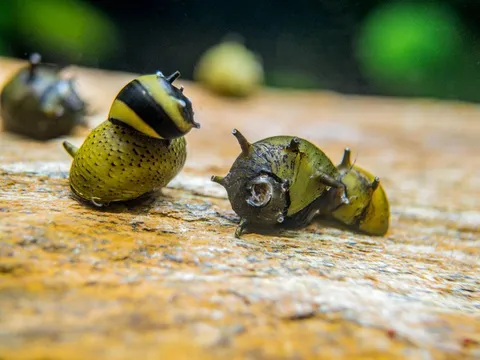 Zebra-Thorn-Snail-4_1024x1024.jpg