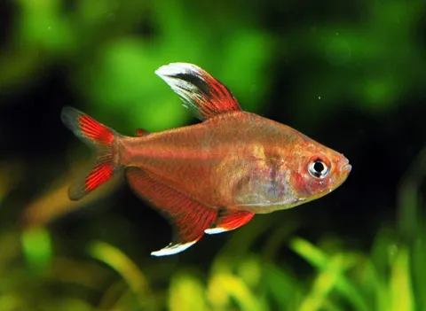 tetra-candy-cane-tetra-1_1024x1024.jpg