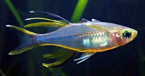 Celebes-Rainbow-Marosatherina-ladigesi_1024x.jpg
