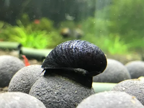 black-military-helmet-snail-neritina-pulligera.jpg