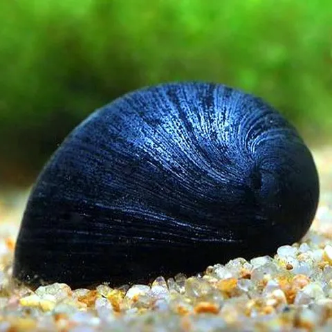 Neritina-pulligera-«Black»-600-X-600.jpg