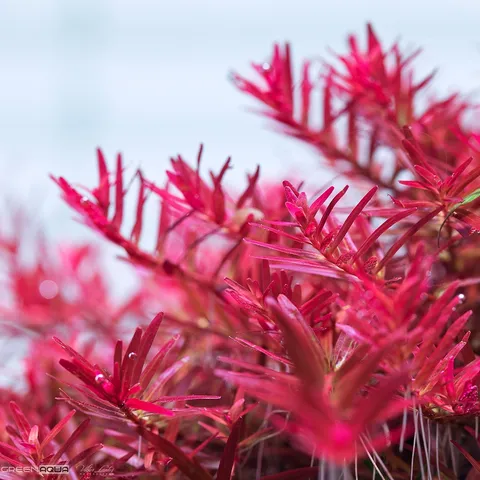 rotala-hra.jpg