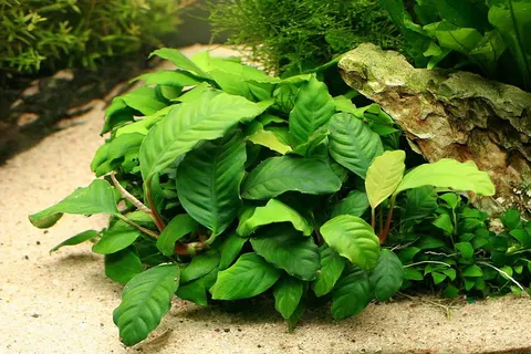 Anubias-Coffefolia-Caresheet-information-Anubias-Coffeefolia-for-sale-and-where-to-buy-AquaticMag-7.jpg