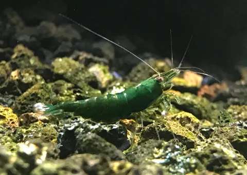 S__6160415.jpg