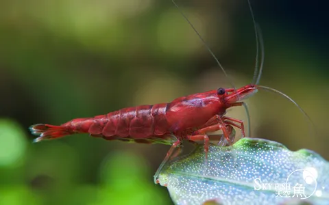 米蝦_血腥瑪莉(紅.jpg