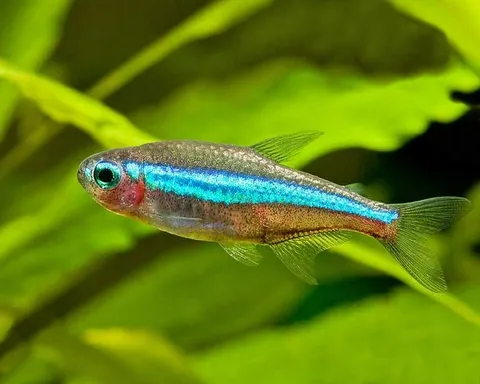 green%20neon%20tetra.jpg