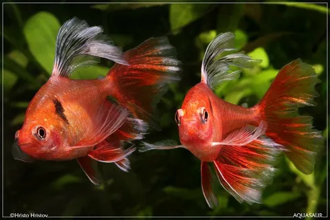 Ikan_Aquascape_Serpae_Tetra_Slayer.jpg