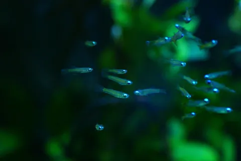 d267c07ed9151e597ce9e2c06e3d1bd0.jpg