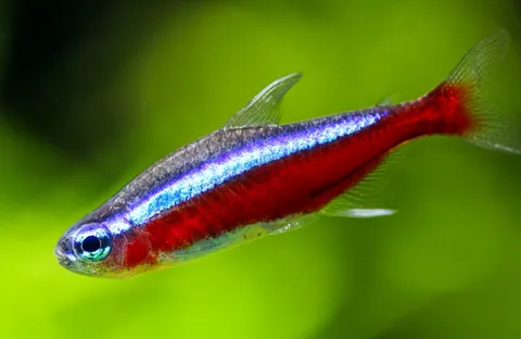 Cardinal-Tetra.jpg