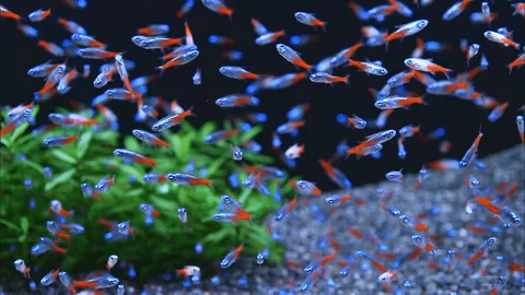 Neon-Tetra-4.png