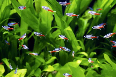 Neon-Tetra-Complete-Care-Guide-Banner.jpg
