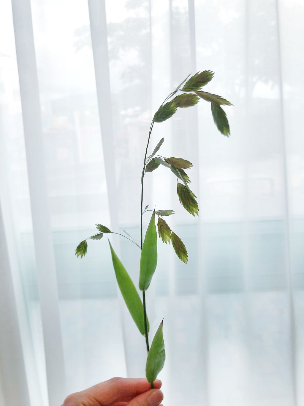 鮮花花材 小判草 流浪蝴蝶 Kh西面 墾丁氣球佈置 花束訂製