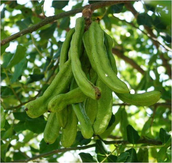 Carat 2.jpg Carat 2.jpg