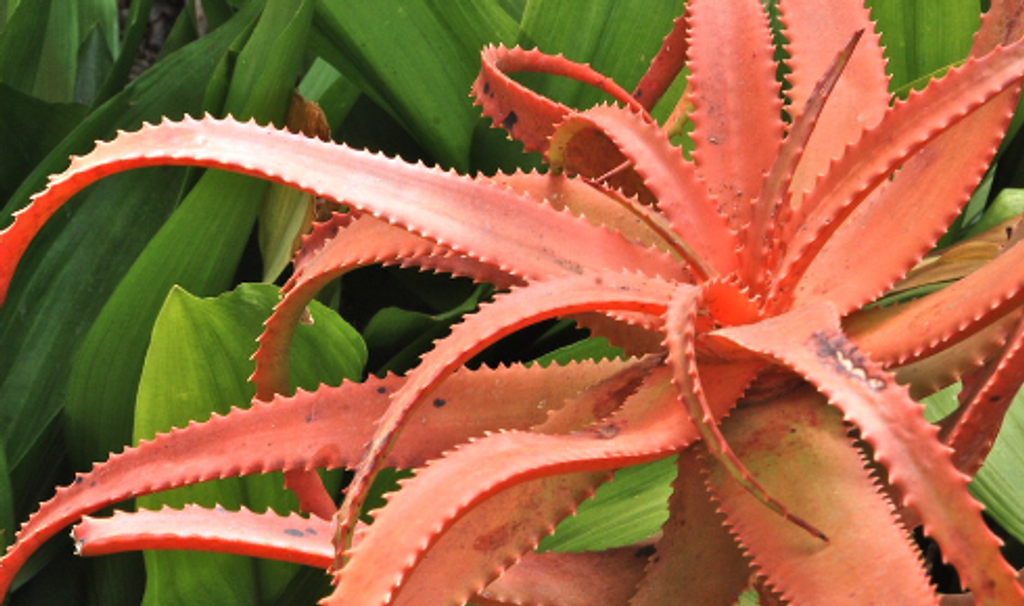pink-red-aloe-vera.png