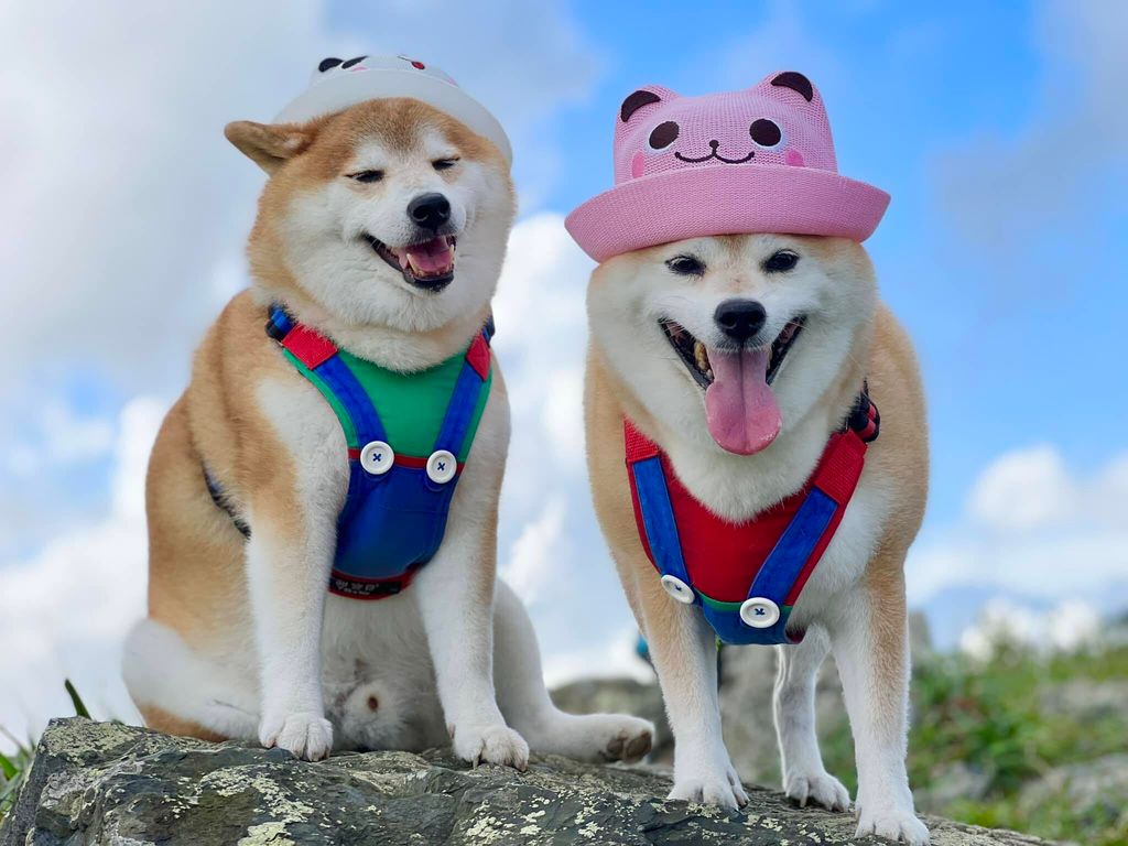 300435039_646826956799121_7624354688845603282_n