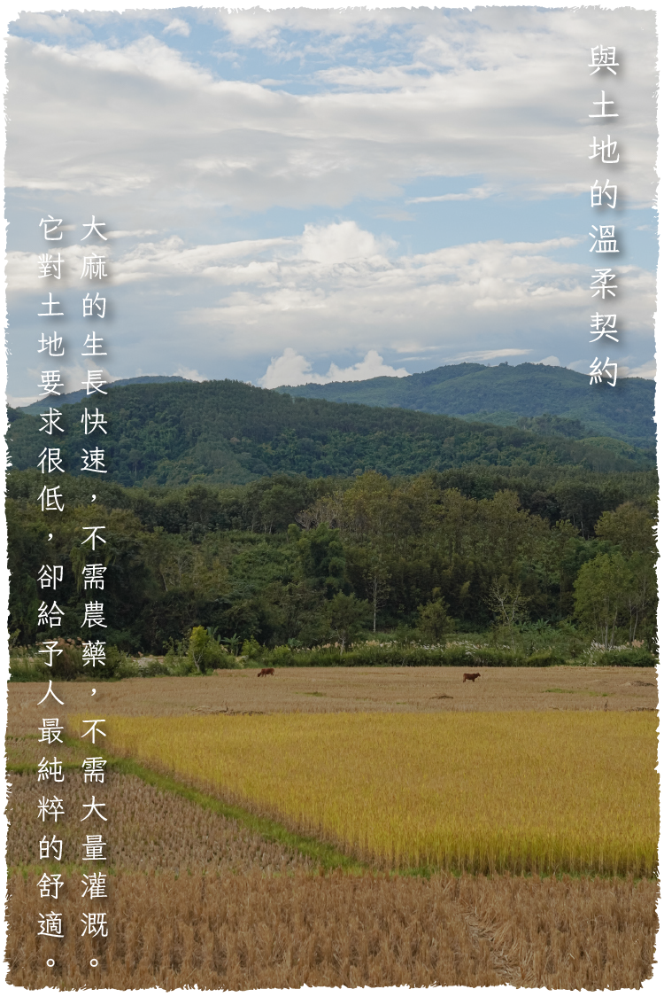大麻寢具圖文-毛邊-12