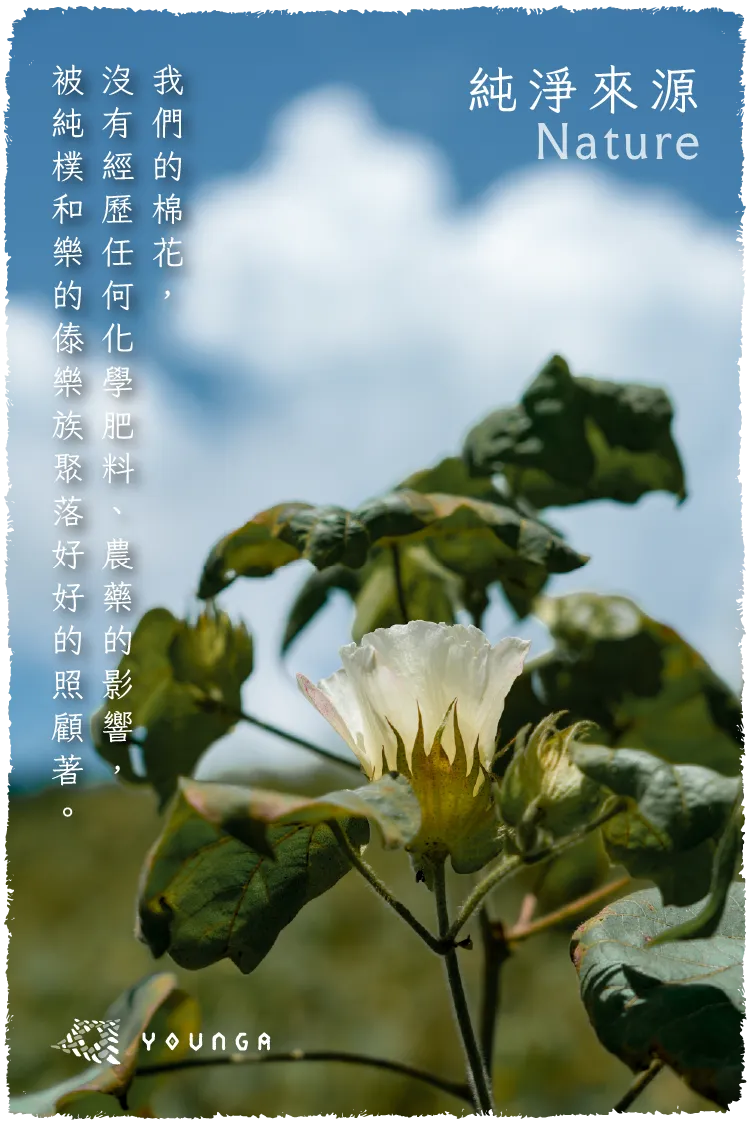 棉花圖文-毛邊-01