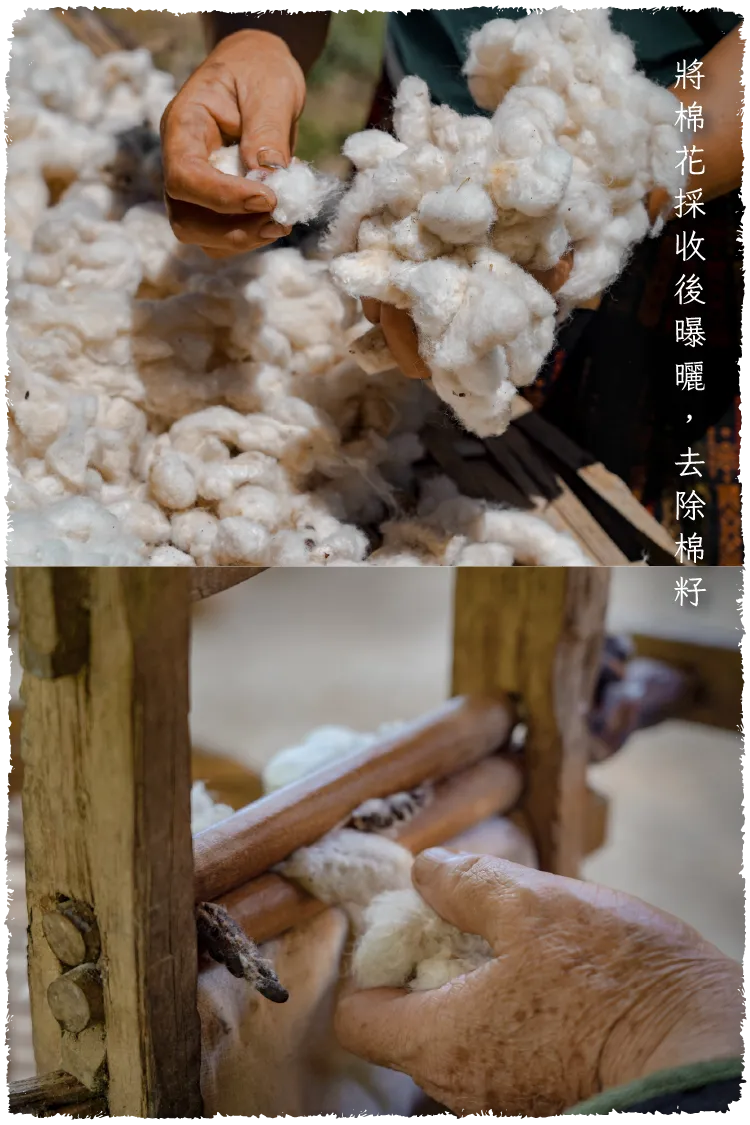棉花圖文-毛邊-03