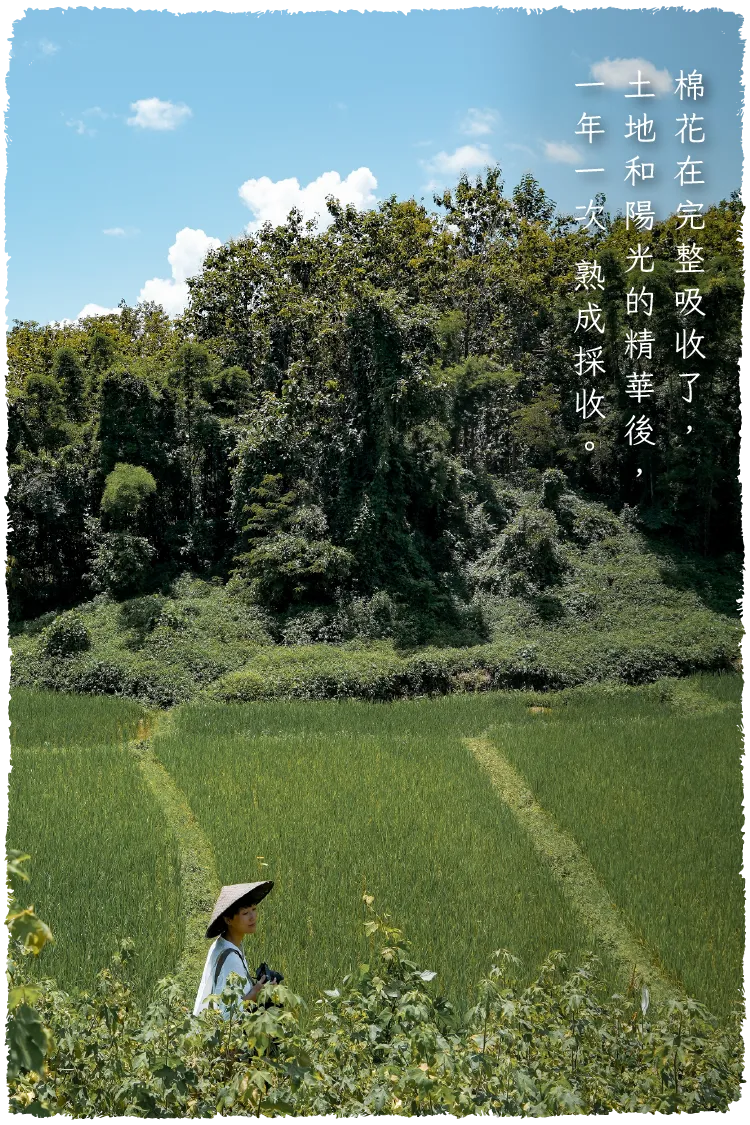 棉花圖文-毛邊-02