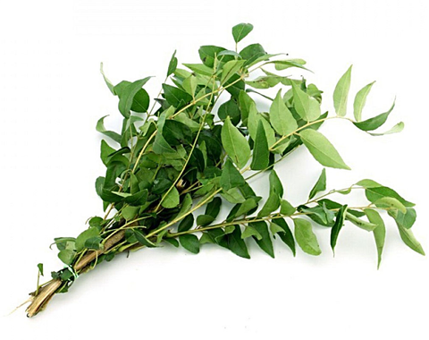 CURRY LEAVES.png