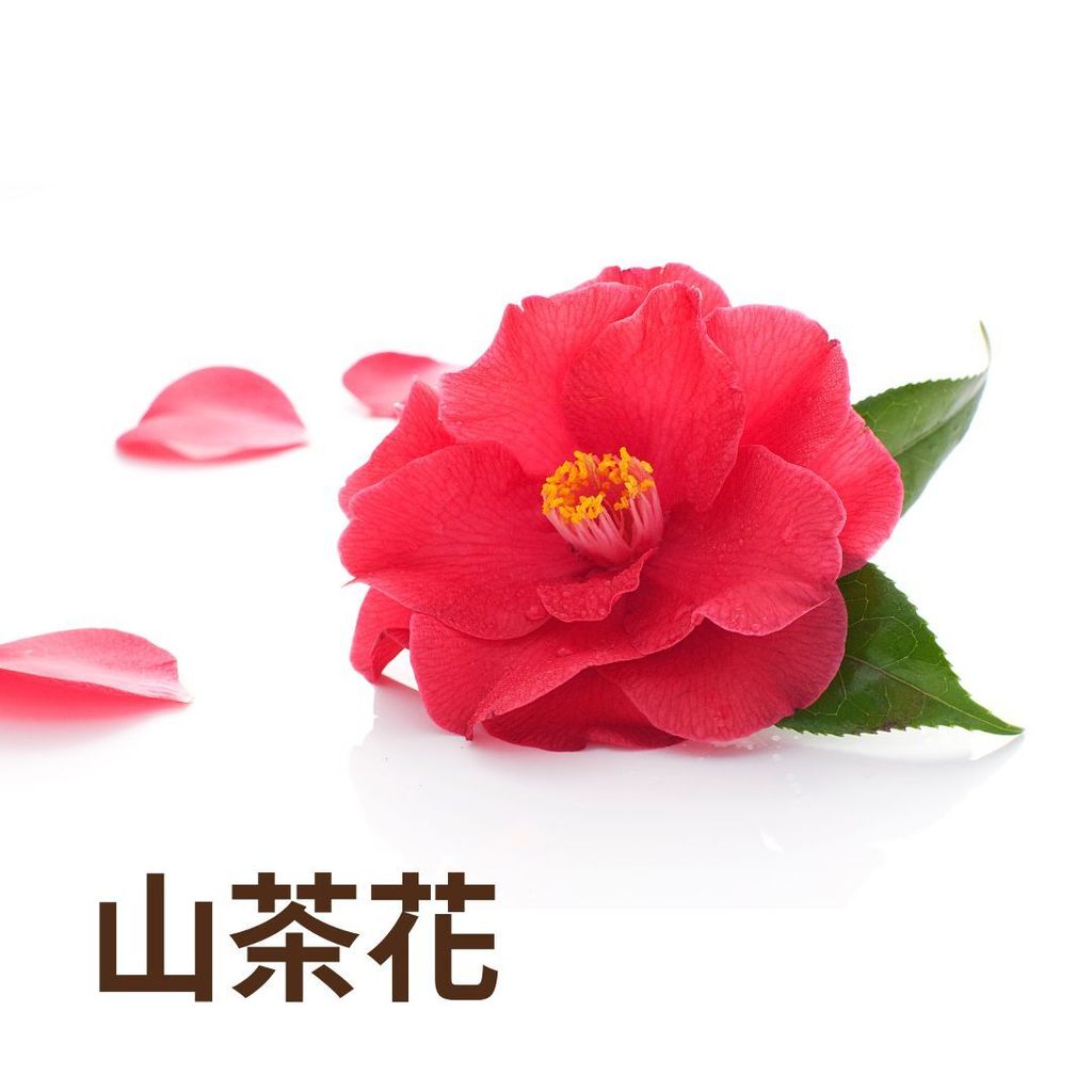 山茶花